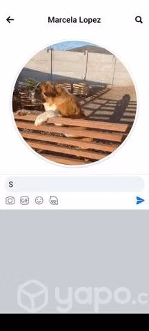 Adopcion perrita San bernardo