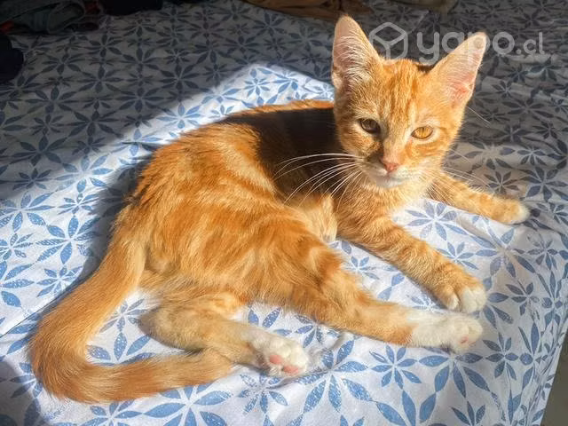 Se regala gatito macho