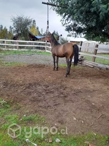 Potrillo