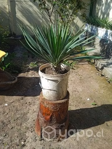 Yuca brava - Imagen 2