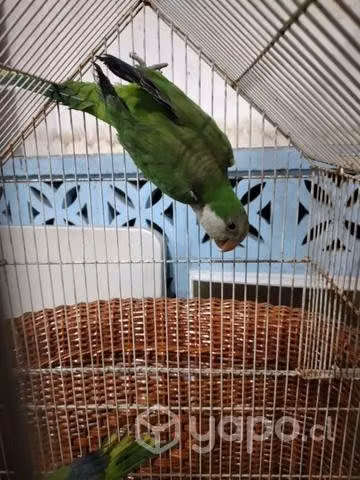 Cotorra argentina
