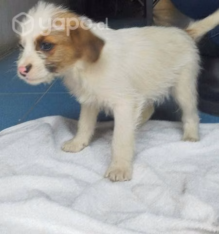 Cachorros en adopción - Imagen 2