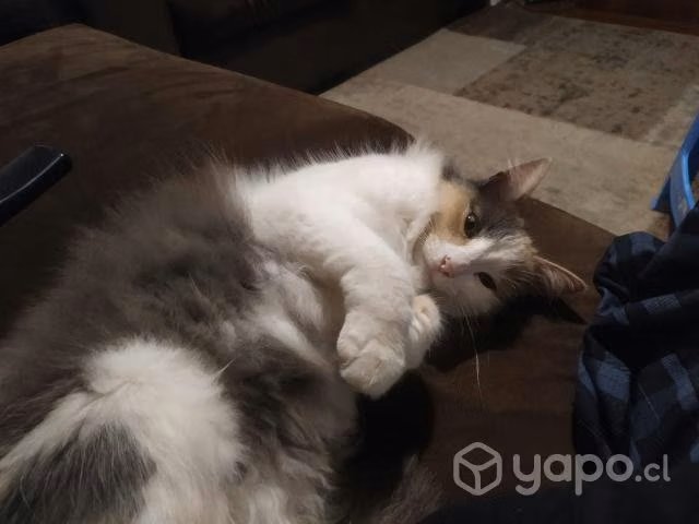 2 gatitas