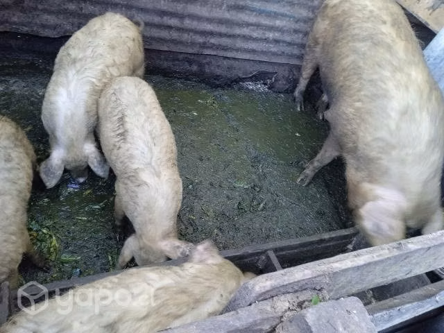 Chancho - Imagen 2