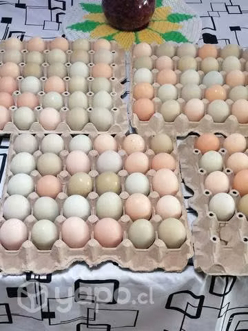 Huevos de gallina de campo