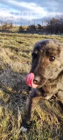 Perrito abandonado busca hogar amoroso