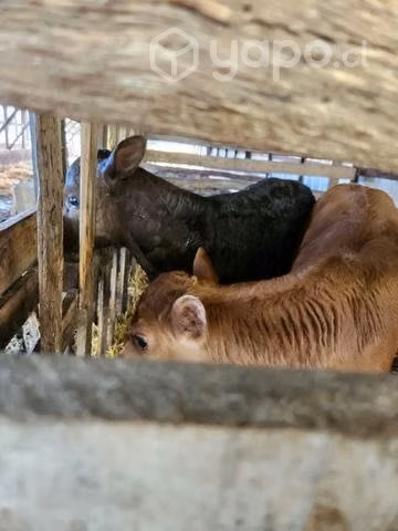 Terneros raza angus con jersey