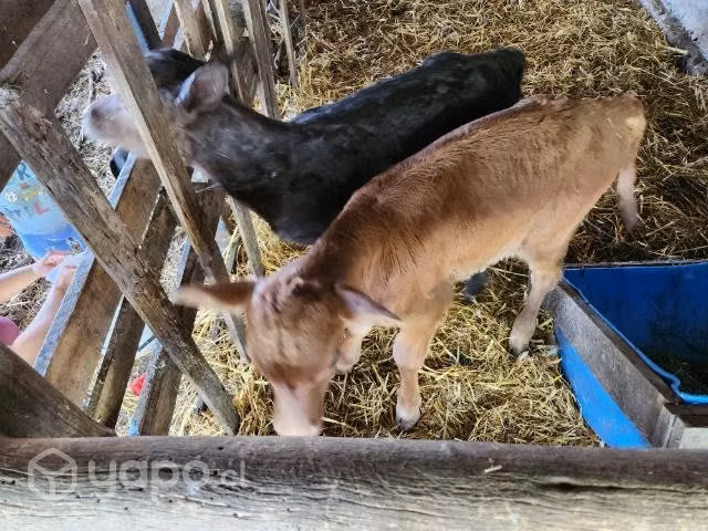 Terneros raza angus con jersey
