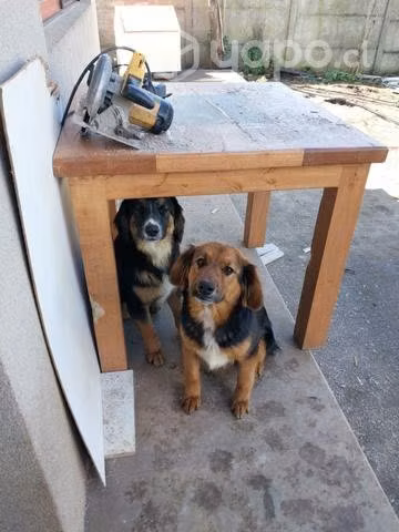 Se regalan 2 perritas cachorras 8 meses