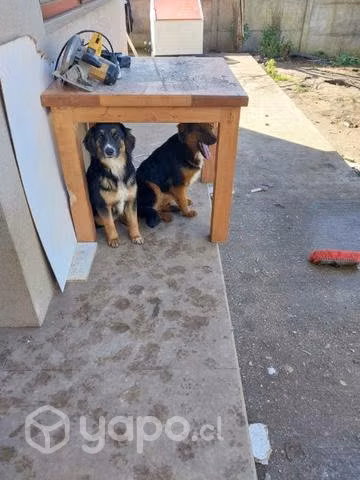 Se regalan 2 perritas cachorras 8 meses