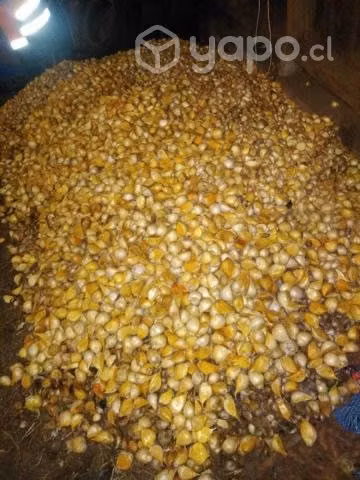 ajo chilote
