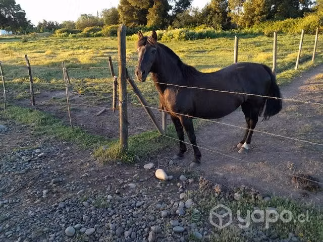 Potranca inscrita extra en sangre