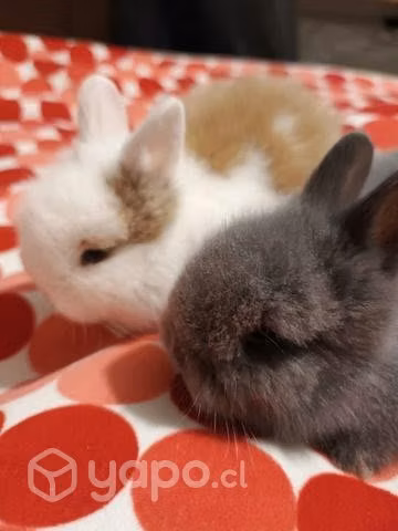 Lanudos bebes