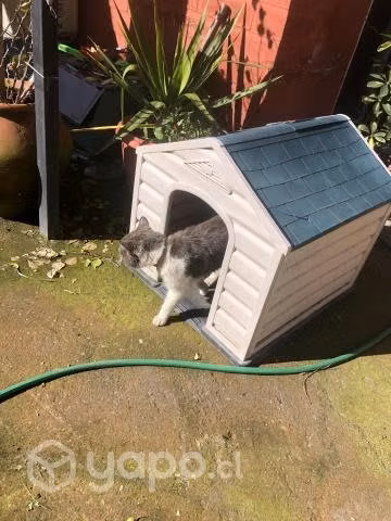 Se cende Casa de Perro/ gato