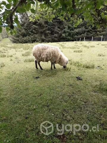 carnero y oveja