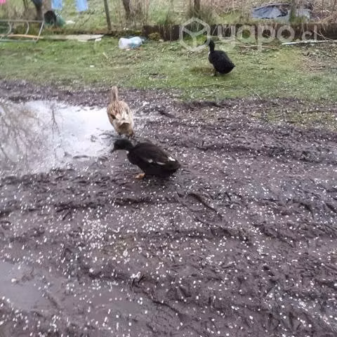 Patos y patas a $10.000 c/u