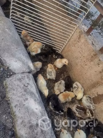 Pollitos criollos