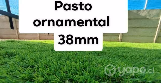 Pasto Ornamental Promocional