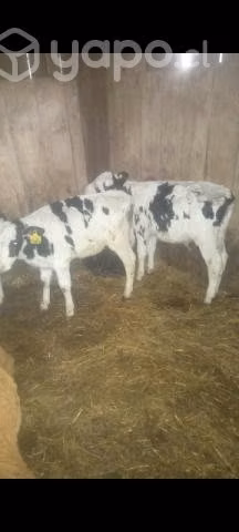 5 terneros más de 3 meses