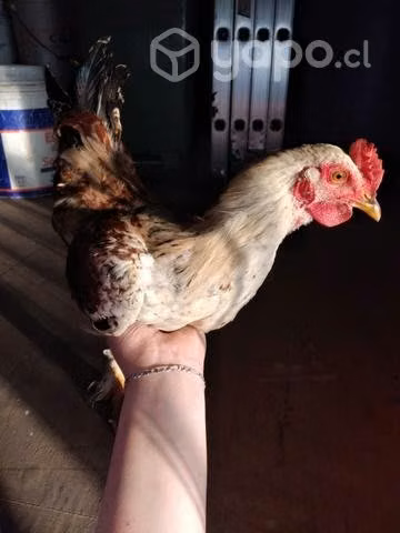 Gallos