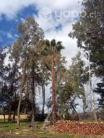 Jardinería poda y tala compleja
