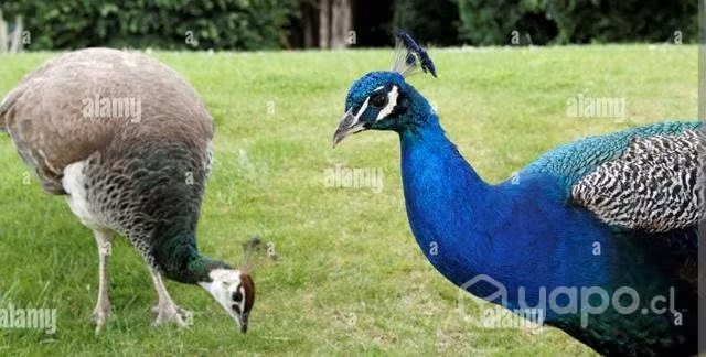 Pareja de pavos reales