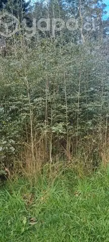 Plantas de ulmos y coihues de 2 años