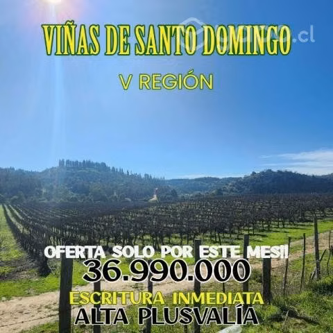 Viñas de Santo Domingo - Imagen 4