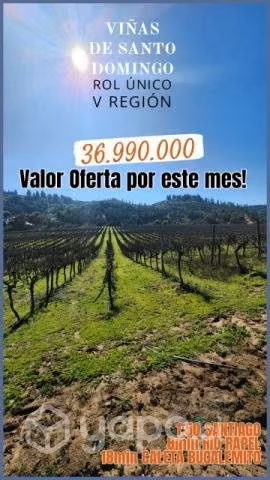 Viñas de Santo Domingo