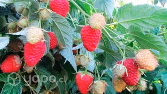 Plantas de frambuesa regina