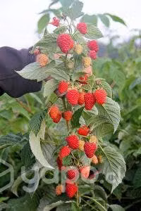 Plantas de frambuesa regina