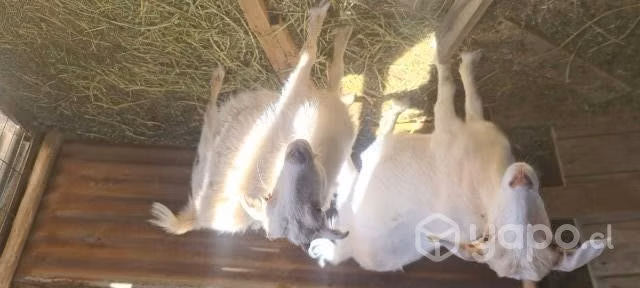 Cabras