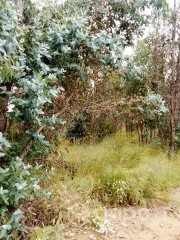 Parcela "san pedro" melipilla - Imagen 4