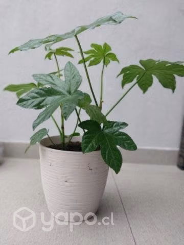 Lindas plantas de interior