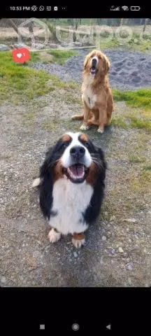 Cachorros en adopción