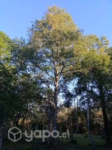 Venta de hermosas parcelas Villarrica-Pucón