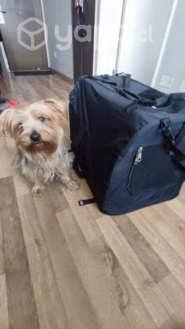 Bolso transportador para mascota