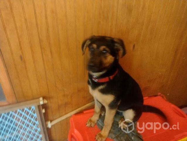 Para adopción cachorra - Imagen 2