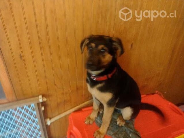 Para adopción cachorra