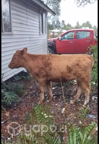 Vaquilla angus