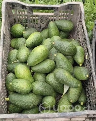 Palta hass nacional