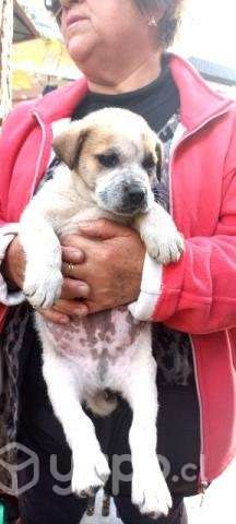 Se regalan perritos - Imagen 3
