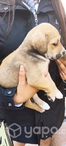 Se regalan perritos