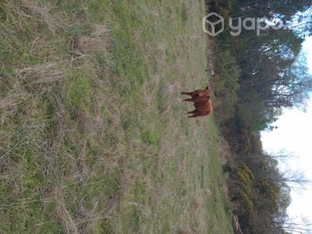 Lindo torito - Imagen 2