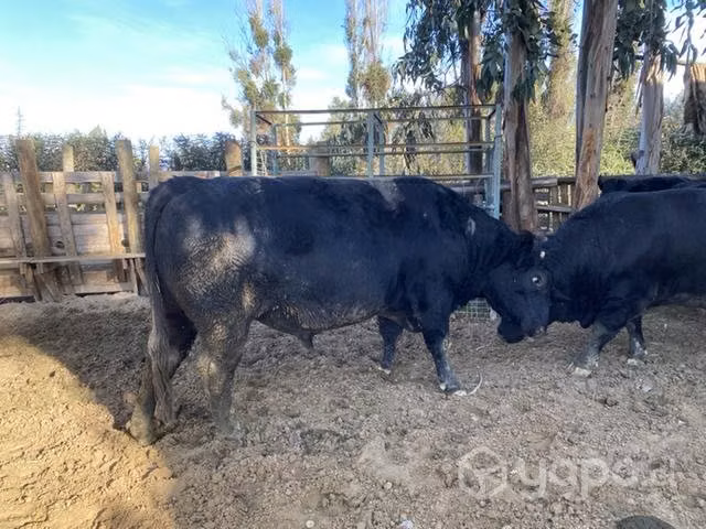 Toro Angus de menos 3 años - Imagen 3
