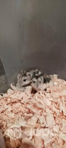 Hamster ruso