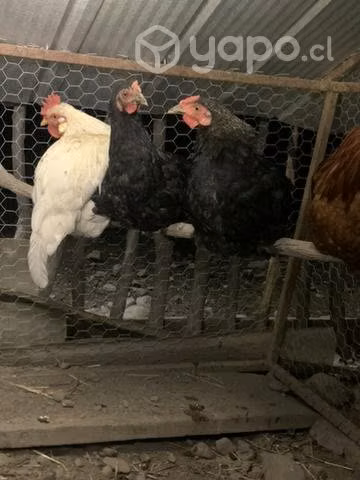 Gallos diferentes edades - Imagen 4