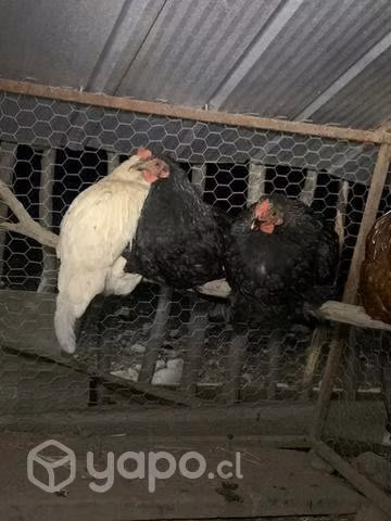 Gallos diferentes edades