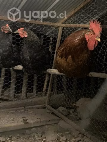 Gallos diferentes edades - Imagen 3