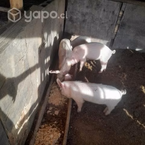 cerditos